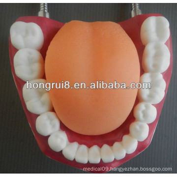 New Style Medical Dental Care Model,human teeth model